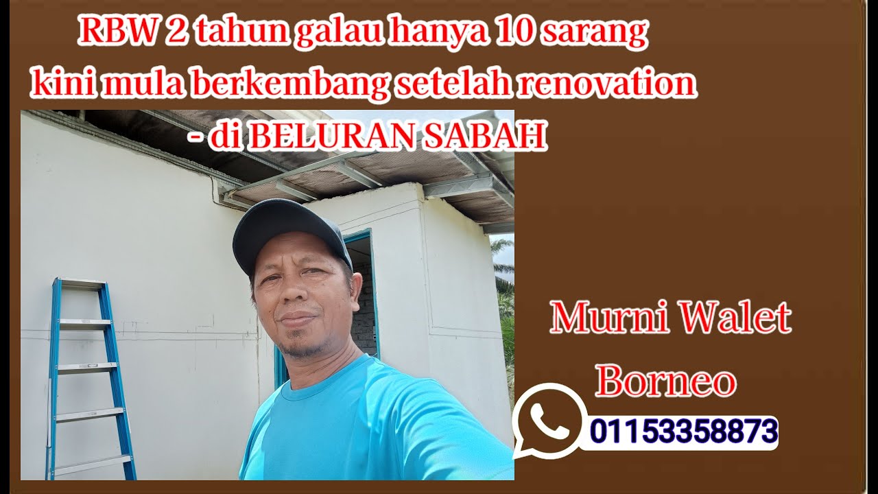 RBW 2 tahun galau hanya 10 sarang kini sudah berkembang setelah renovation _ di BELURAN SABAH