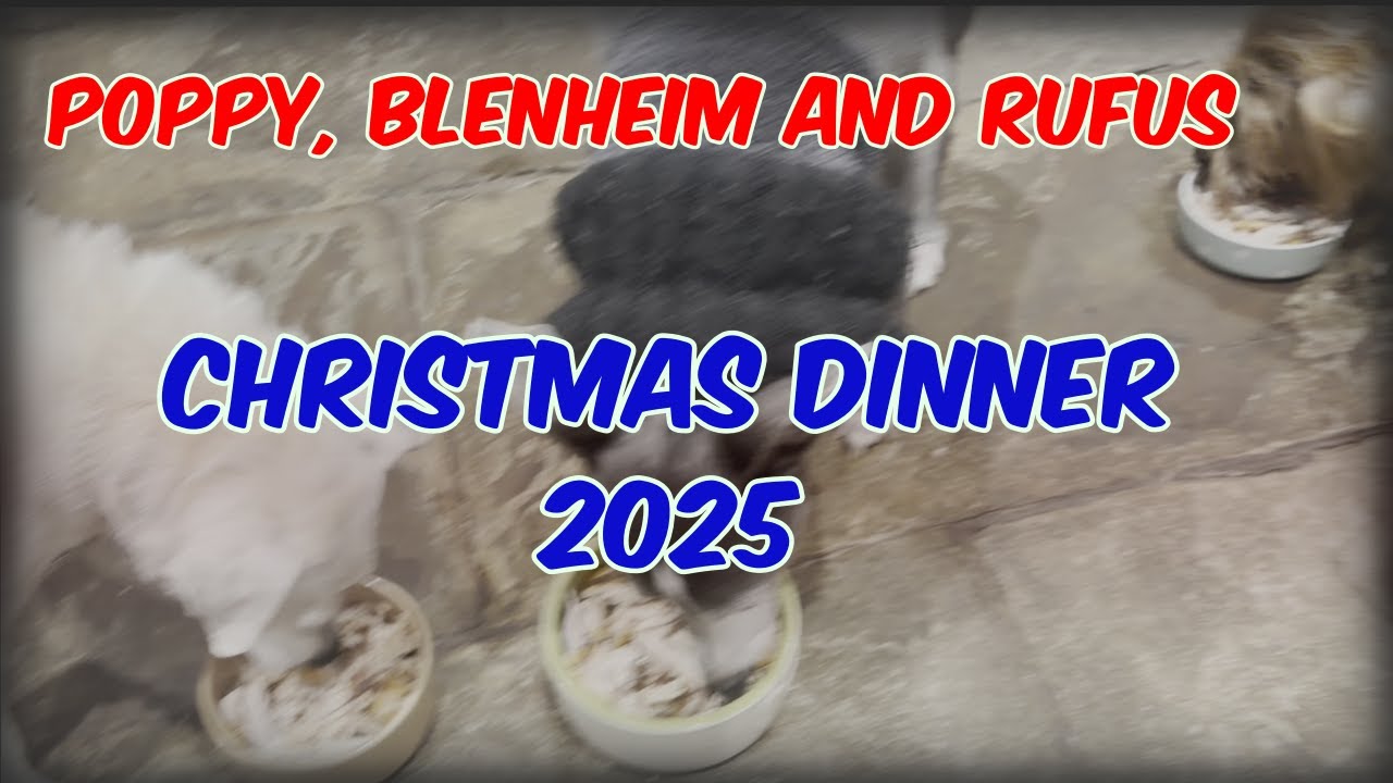 Poppy, Blenheim and Rufus - Christmas Dinner 2025