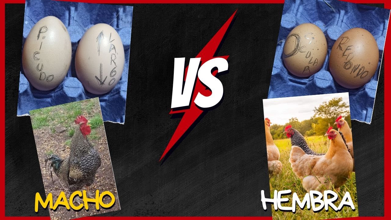 DESDE EL HUEVO, MACHO o HEMBRA ¿Cómo saber el genero de los pollos bebe? ¿Pollitos macho o hembra?