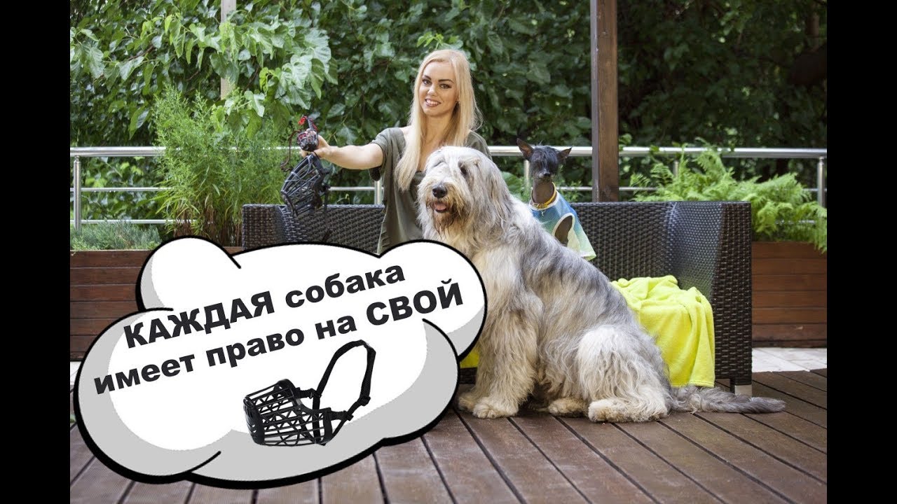 КАК НАМОРДНИК МОЖЕТ ЗАЩИТИТЬ ВАШУ СОБАКУ