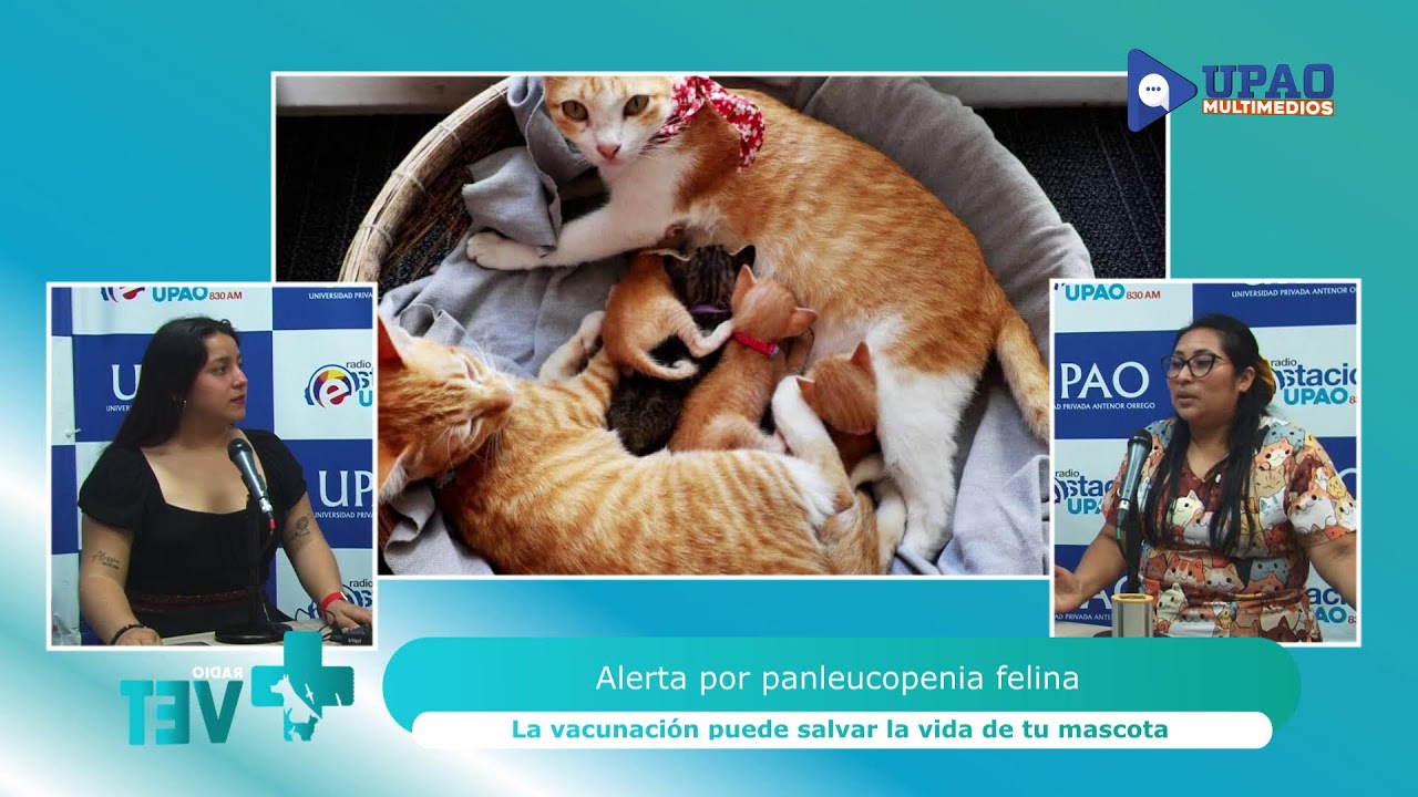 Vacunación en mascotas y alerta por panleucopenia felina | RadioVet