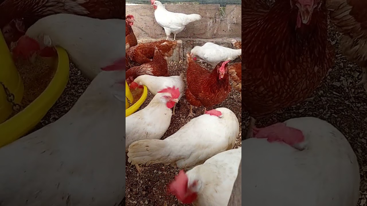 28  Week 4 Days Old Layer Chicks 