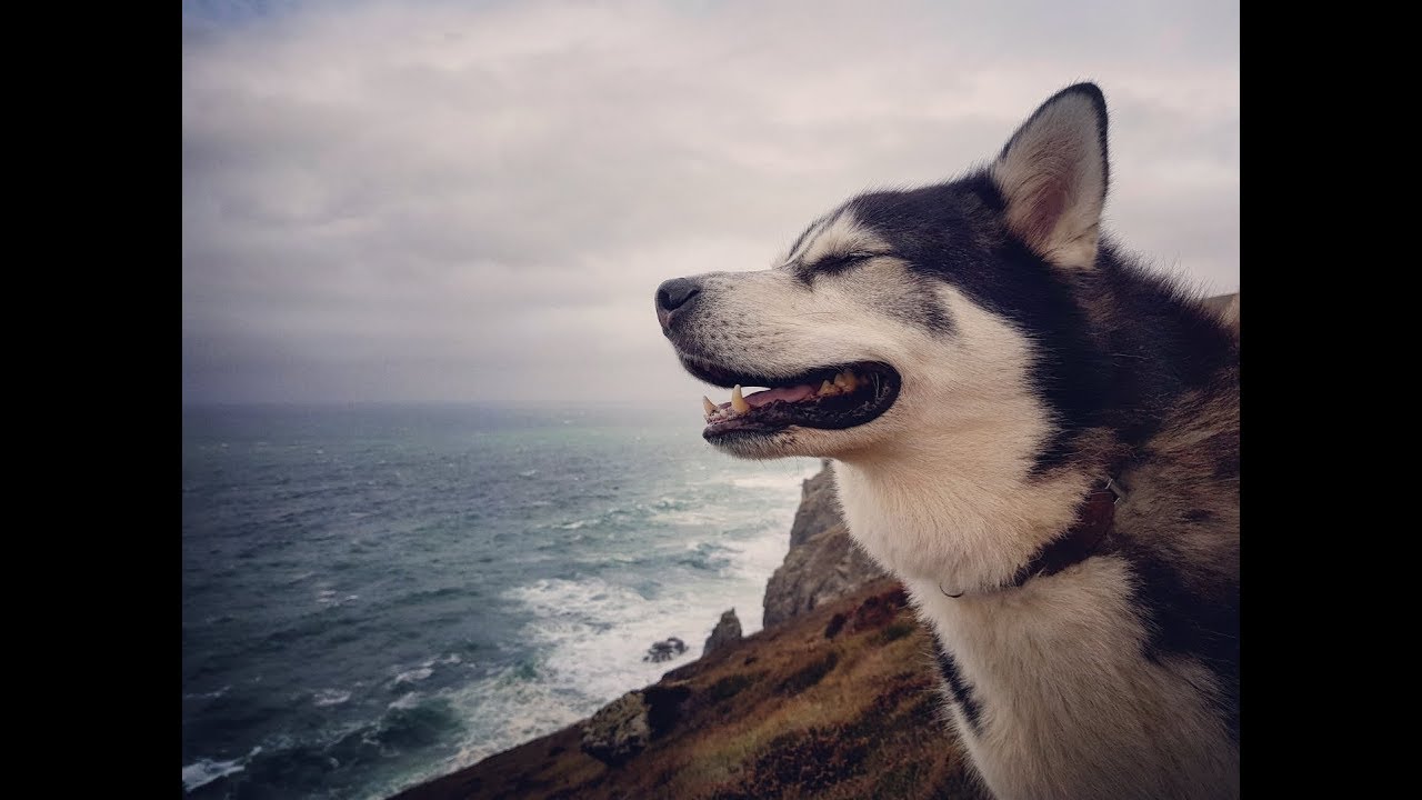 Malamute Sherpa Exploring the UK's southern coast, man and dog van life