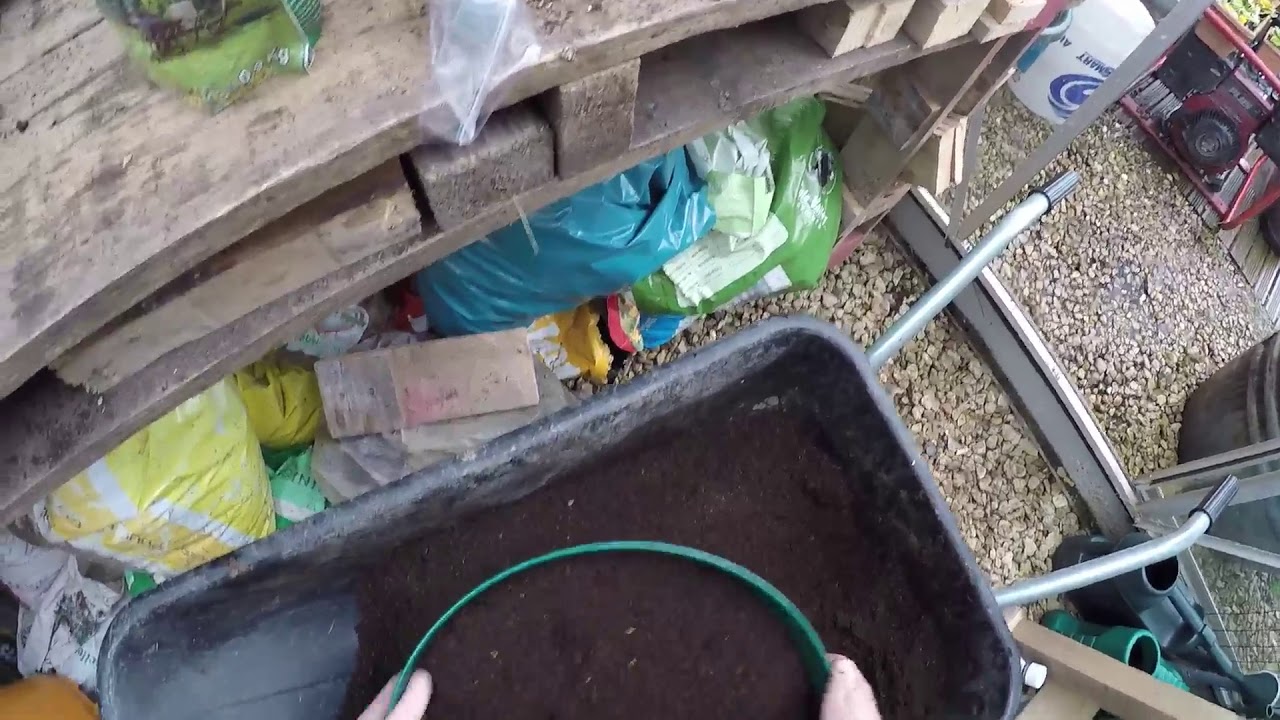 Preparing Exhibition Carrots in Drums