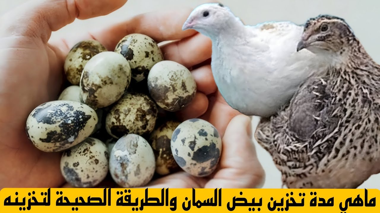 مدة تخزين بيض السمان والطريقة الصحيحة لحفظه لضمان أعلى نسبة فقس وإنتاج .
