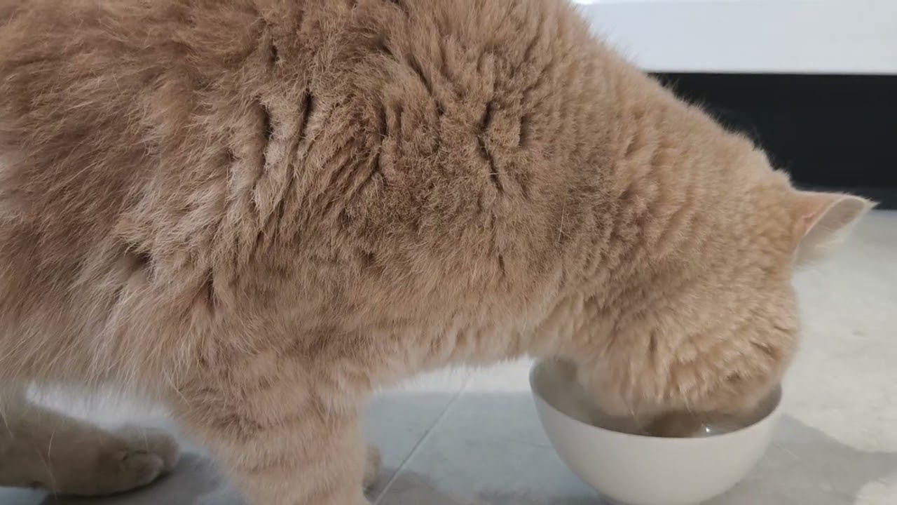 Feeding Parma 3