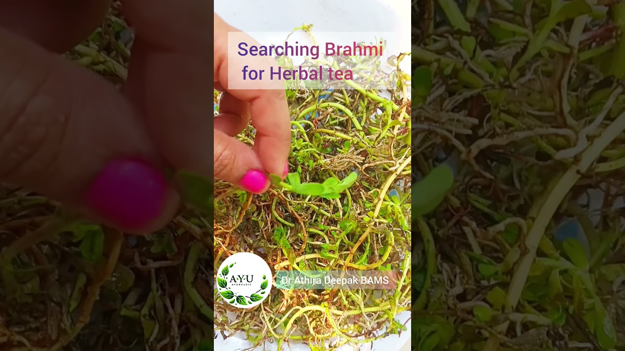 ബ്രാഹ്മി.brahmi (Bacopa monnieri) herbal tea/hair care