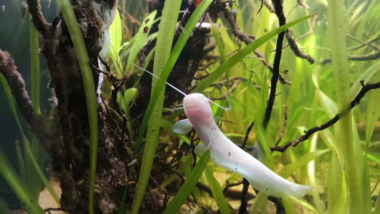 Silurus Glanis Albino. Wels catfish 8 cm 17/11/21
