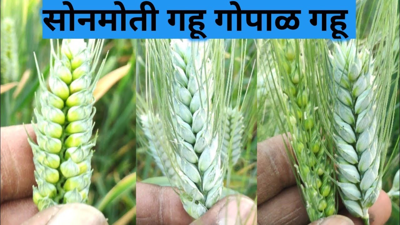 सोनमोती आणि गोपाळ गहू देशी गावरान वाण ओंबीतील फरक