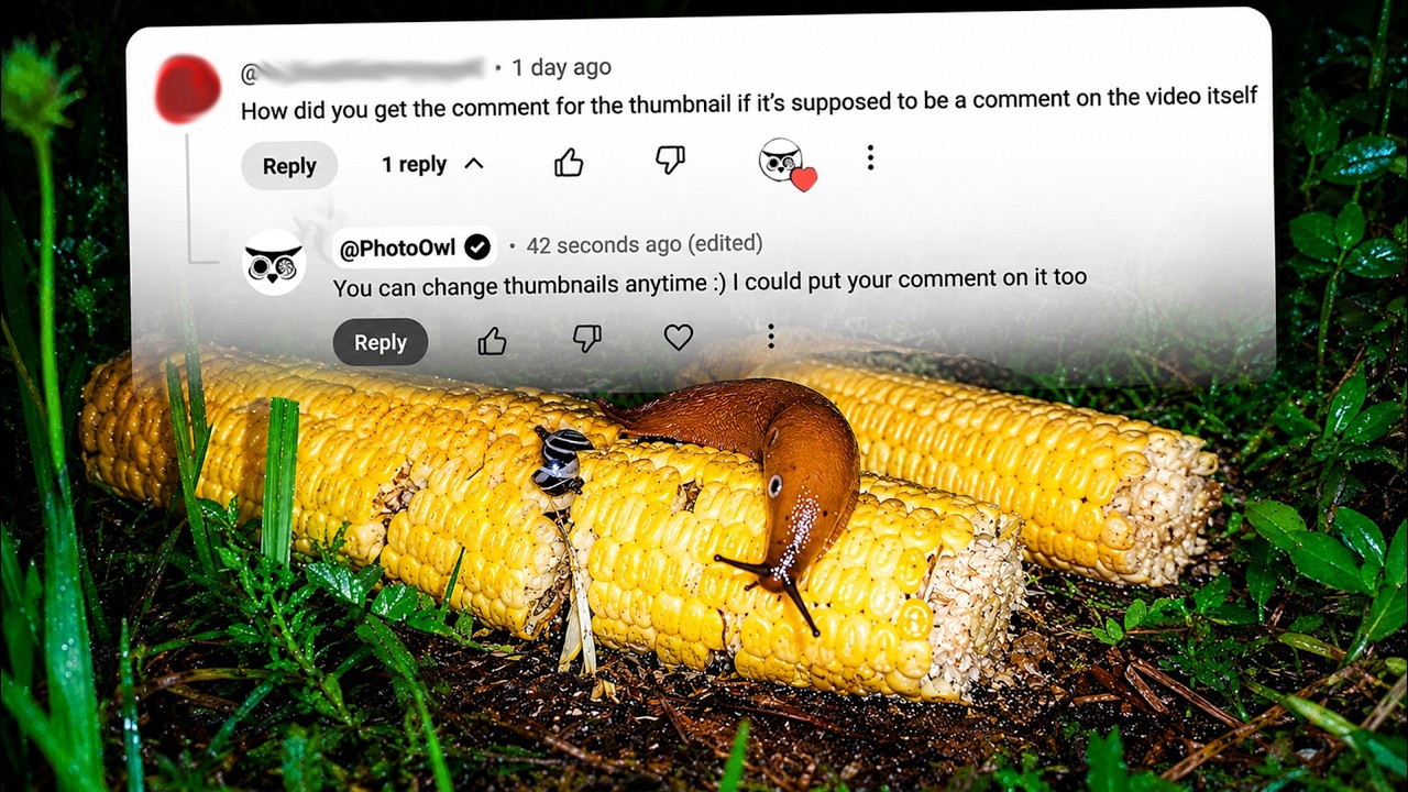 Filming Corn Nailed to the Ground Until It's Gone