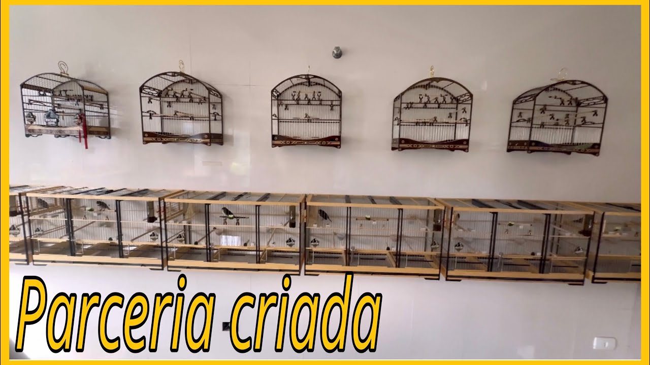 PARCERIA UM CRIA OUTRO PUXA PRA RODA COLEIRO PAPA-CAPIM