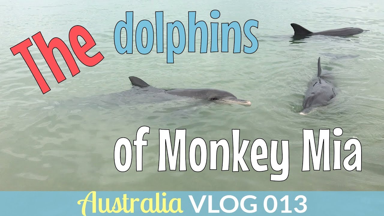 CLOSE TO SHARKS AND DOLPHINS (SKELETON BAY AND MONKEY MIA) | AustraliaVLOG - Episode 013