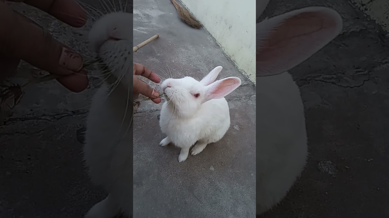 Cute bunny vloge💘💘💘💘💘💘💘
