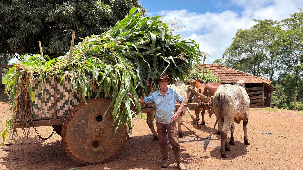 MEU SILO ACABOU! AGORA TENHO QUE BUSCAR MILHO DE CARRO DE BOI NA ROÇA DO VIZINHO