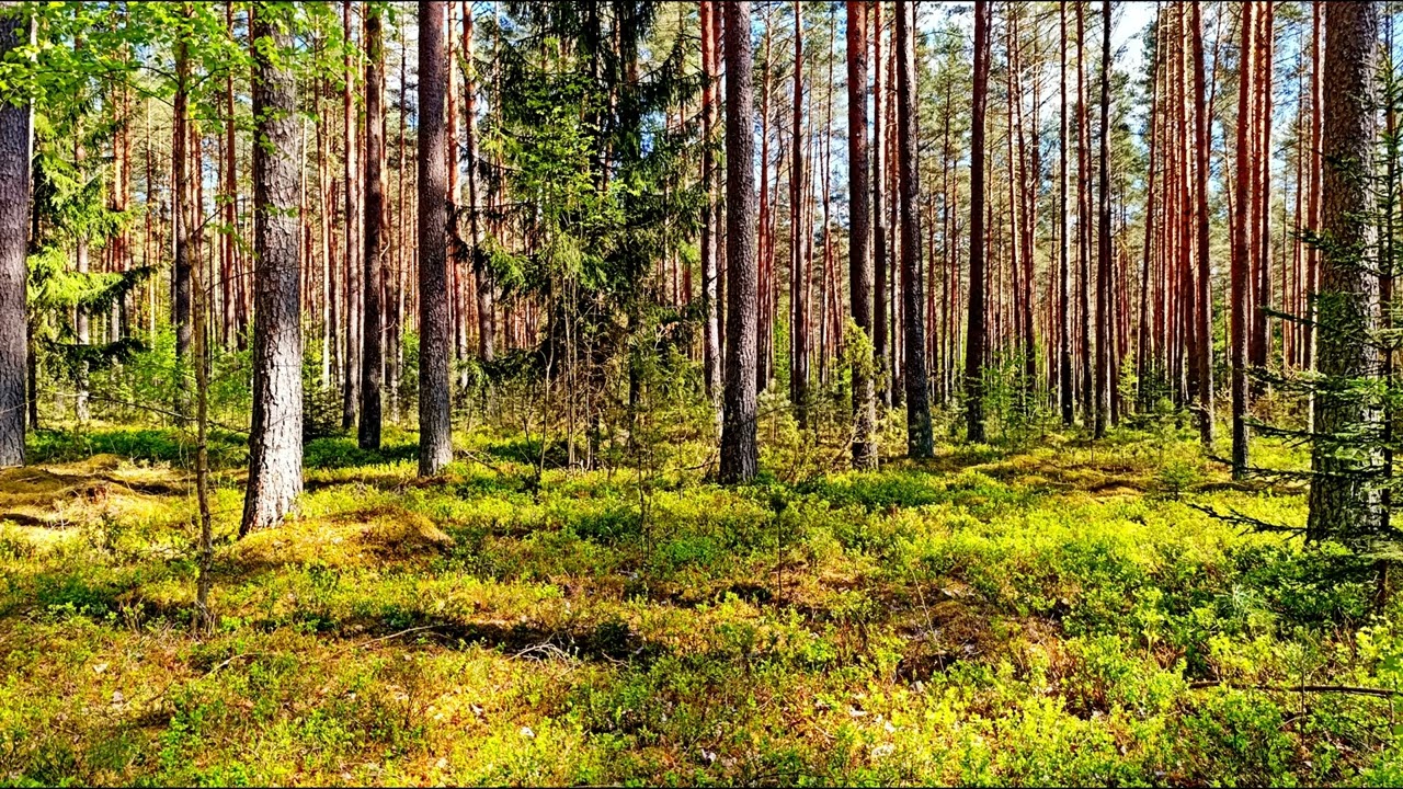 Звуки леса в формате 4K для успокоения 🌿 Умиротворяющее пение птиц и зелень для релаксации