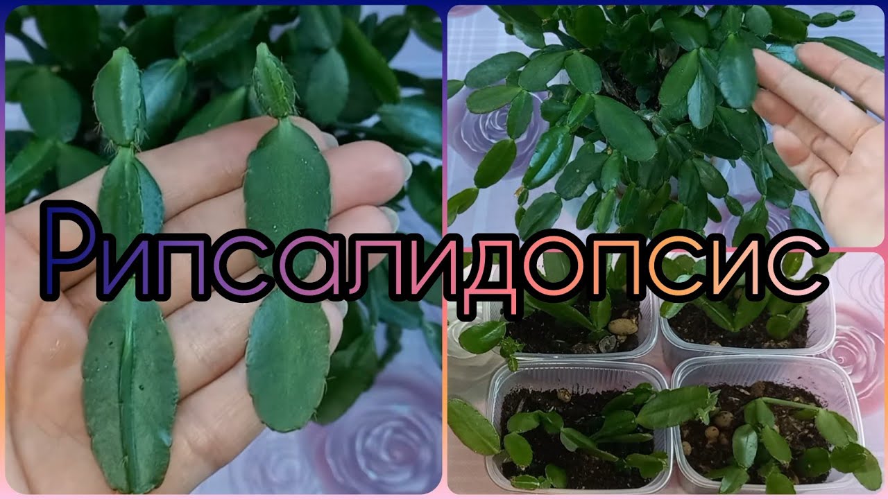 Группа ВК👇Рипсалидопсис (Пасхальник)🌵Лесной кактус🌵Особенности строения🌺Черенкование🌵Размножение🌺