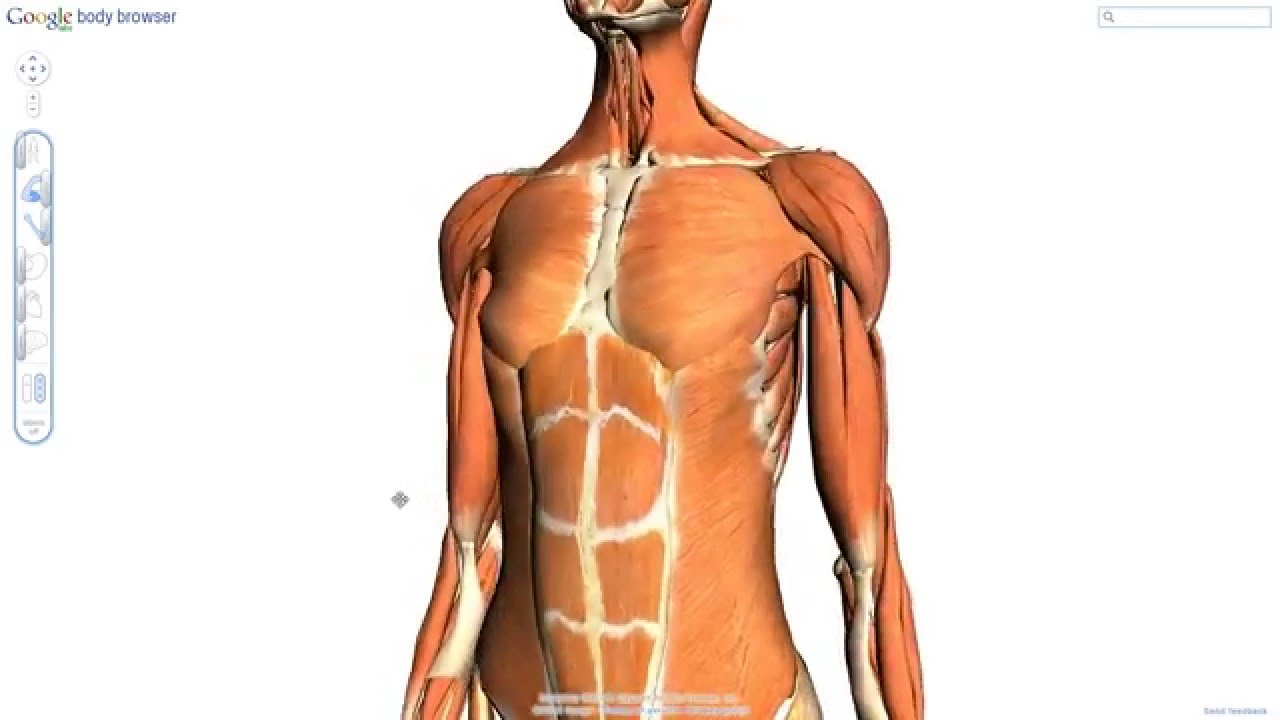 Google Body Browser
