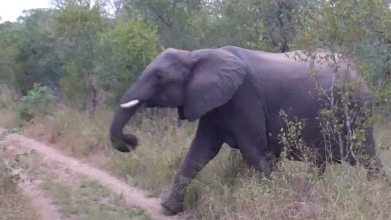 Elephant on Safari