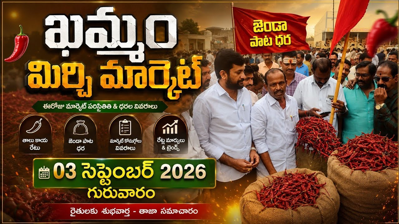 3/09/2026  khammam mirchi market price khammam mirchi market today #dharalu#mirchi#mirchiratetoday