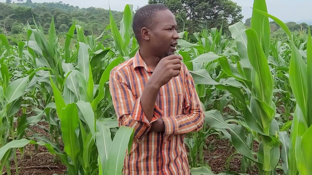 HOW TO FERTILIZE MAIZE WITH MUCUNA COVER CROP