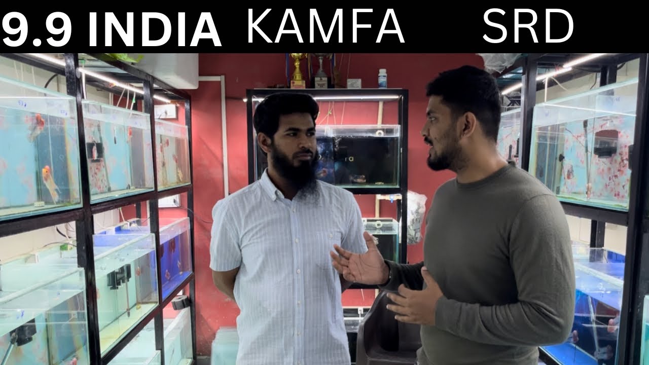 Imported SRD flowerhorn & kamfa