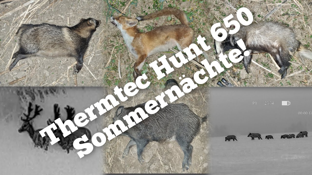 SOMMERN&Auml;CHTE|ThermTec Hunt 650|Raubwild|Schwarzwild|Thermalhunting