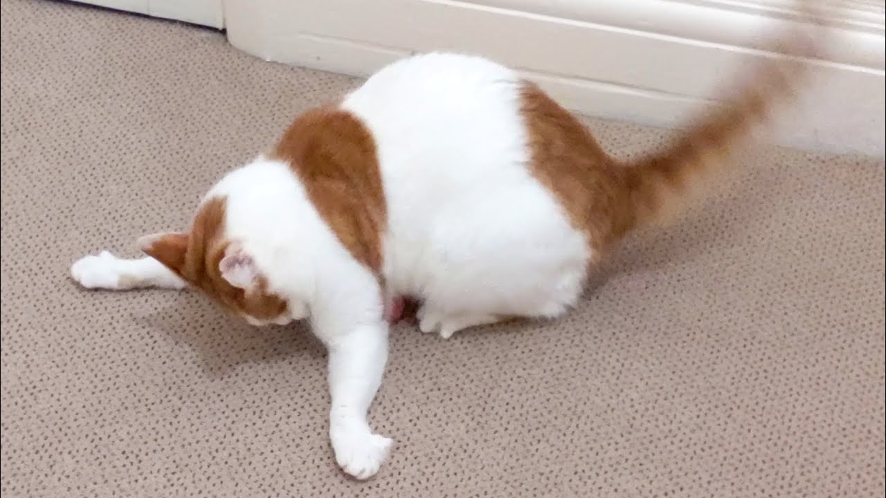 Cat Zoomies