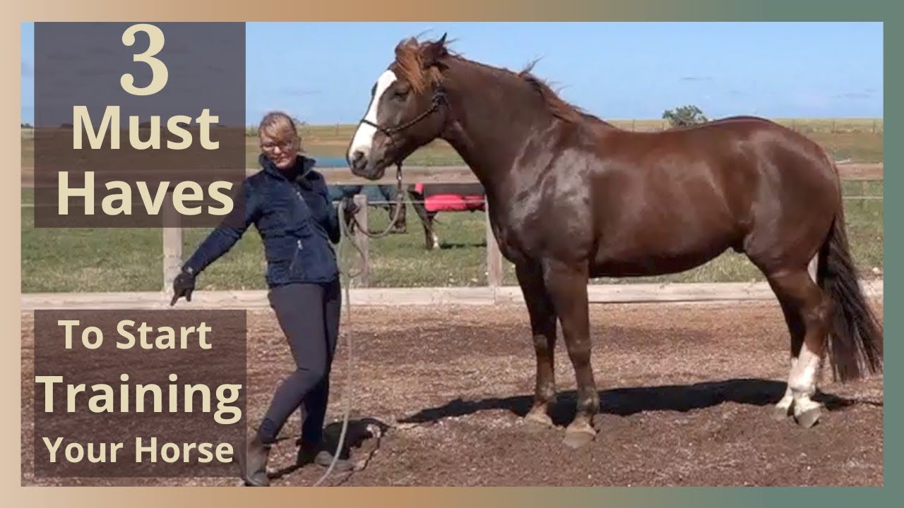 Groundwork for Horses - The Only Tools You Need