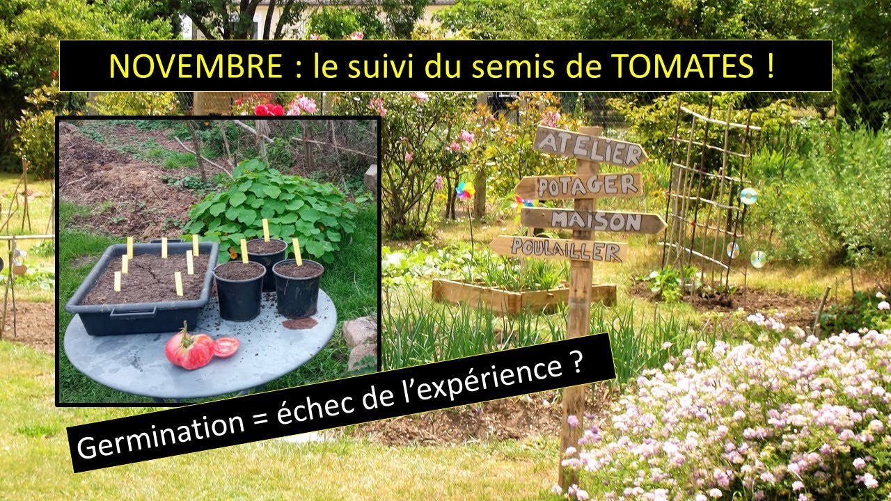 NOVEMBRE : SUIVI DU SEMIS DE TOMATES