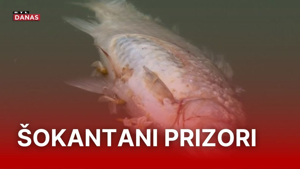 Ogromni somovi i šarani leže na obali. Jezero ostalo bez ribe zbog opasnih kemikalija | RTL Danas