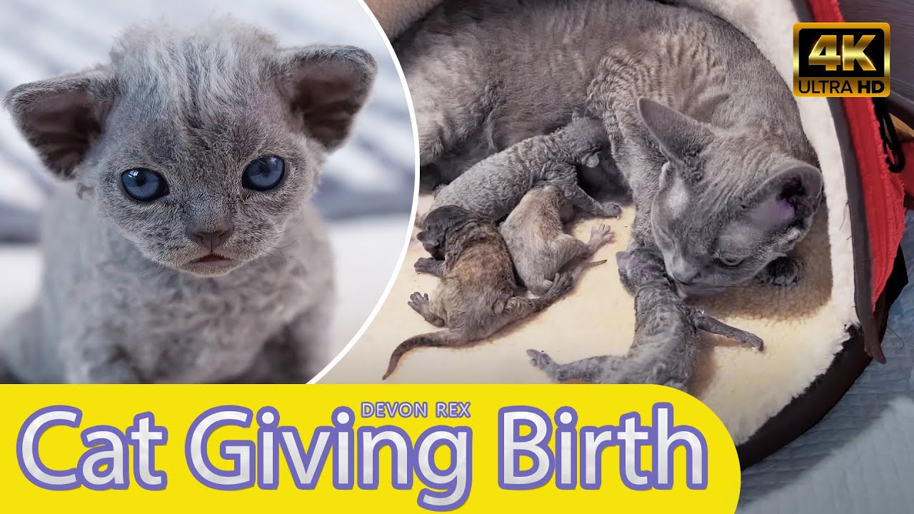 Miracle of Life: Cat Giving Birth to 4 Cute Kittens 🐾 New Beginnings!