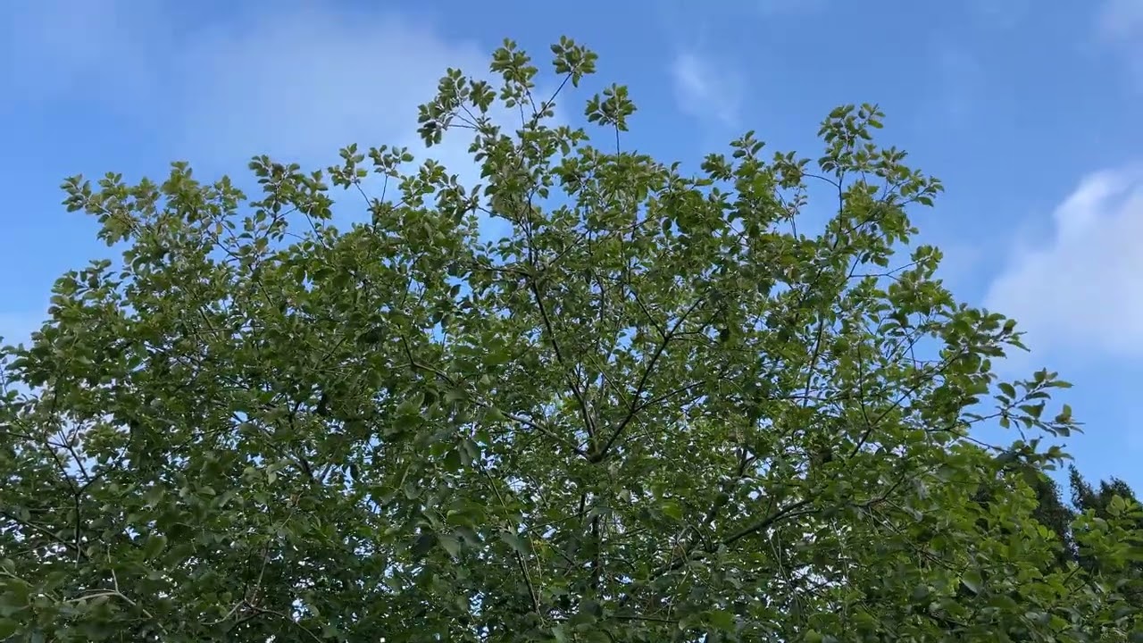 Goat willow - crown - September 2025