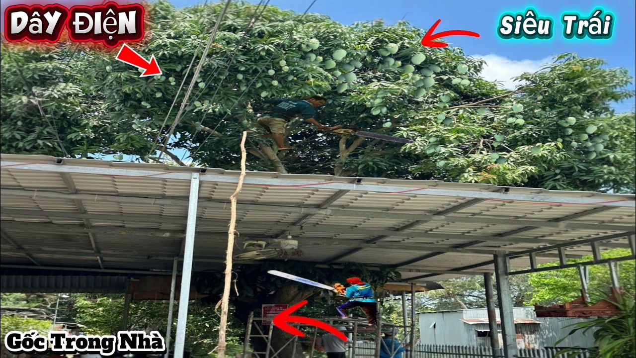 Chặt Cây Xoài Siêu Trái Trùm Dây Điện / Sawing a Super-Fruiting Mango Tree on Electric Wires | P250