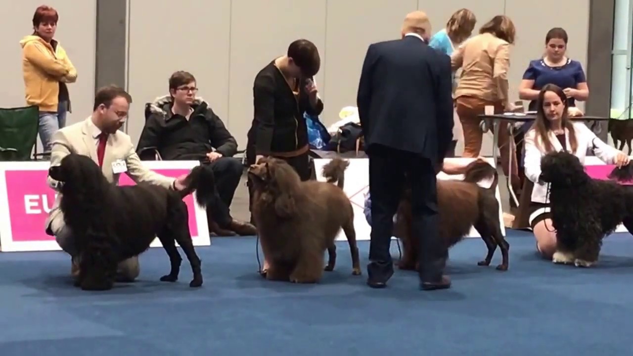 WDS 2017 Portuguese water dog Champion class male