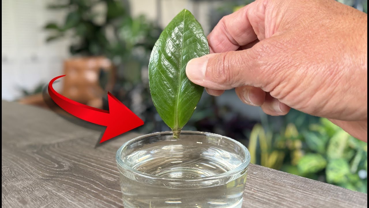 ZZ Plants:  Propagate HUNDREDS from Just LEAVES - Zamioculcas Zamiifolia