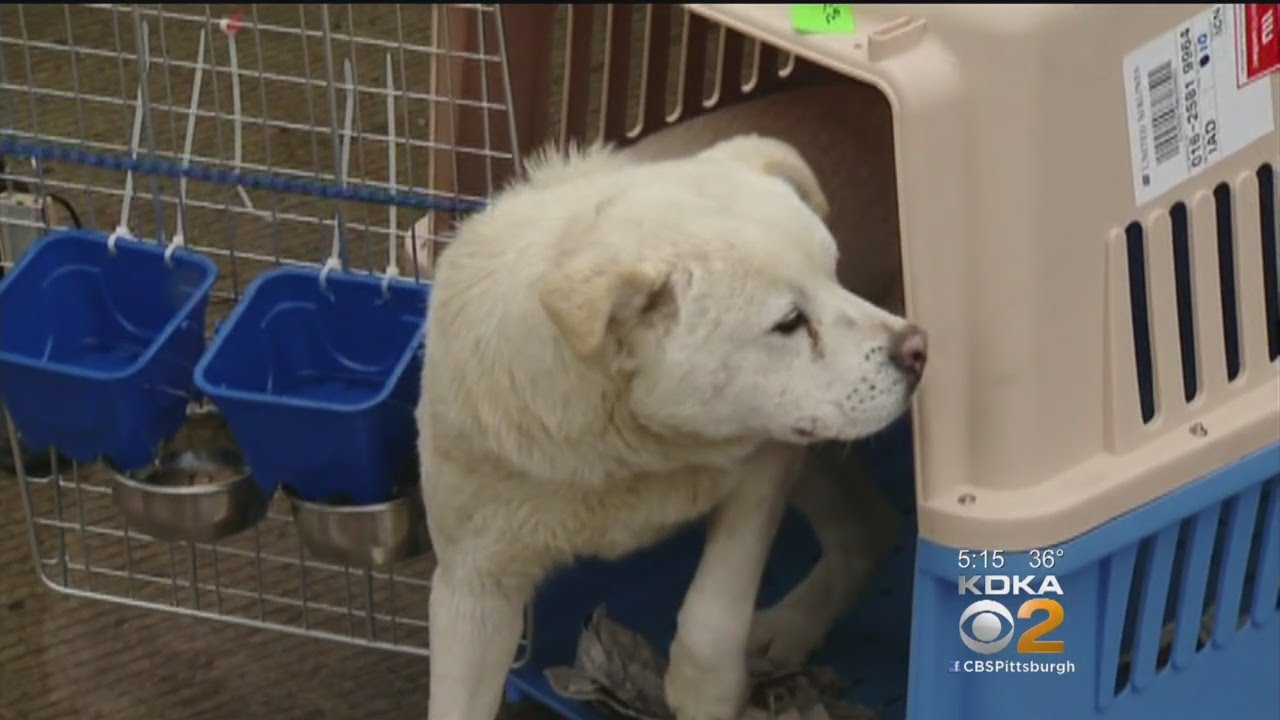Dogs Rescued From South Korean Dog Meat Trade Come to Pittsburgh