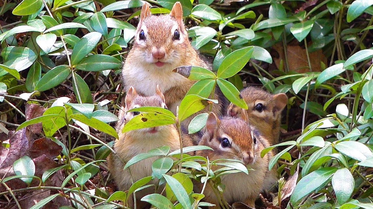 아기들 곁에서 울고 있는 엄마 다람쥐 주니 Crying Mother Chipmunk Joony With Babies