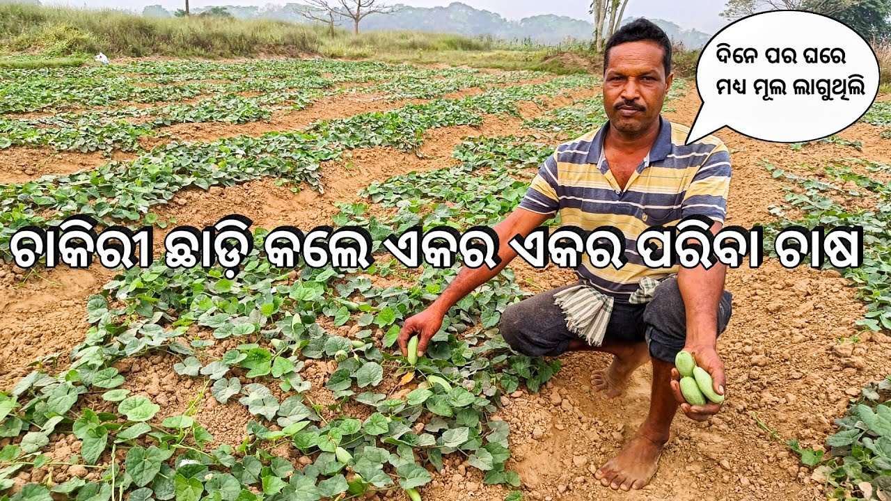 ରାଉରକେଲା ଚାକିରୀ ଛାଡ଼ି ବୁଦ୍ଧିଆ ଭାଇ କଲେ ଏକର ପରିବା ଚାଷ l Struggle life journey of a vegetable farmer