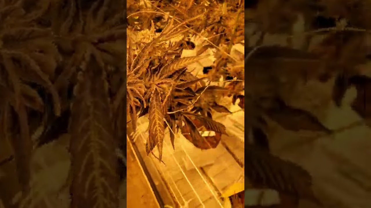 Grape Soda 🍇!! 🤤 (I) and Cookie Wreck (S) cannabis at 7 weeks #cannabis