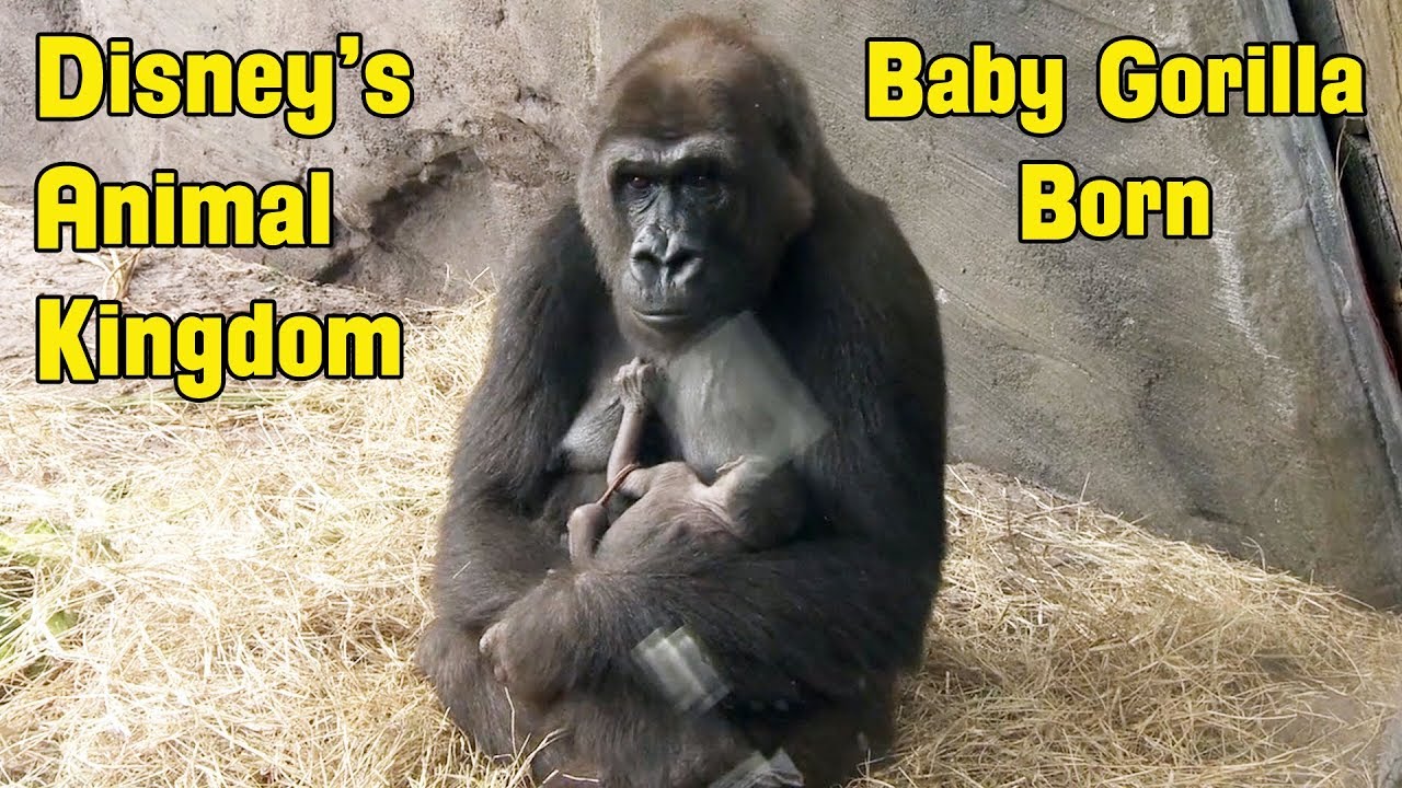 Baby Gorilla Named Grace Born at Disney’s Animal Kingdom Park in Walt Disney World
