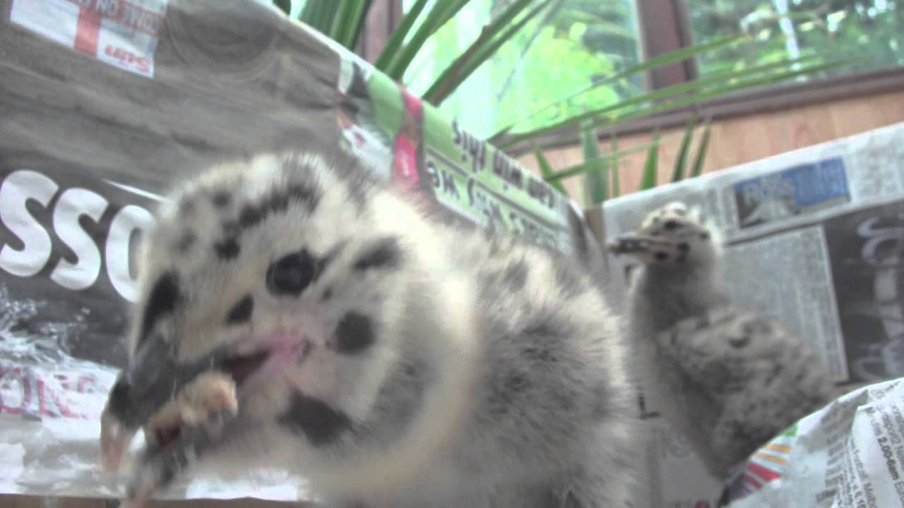 I RESCUED 2  BABY SEAGULLS FROM ROOF FALL