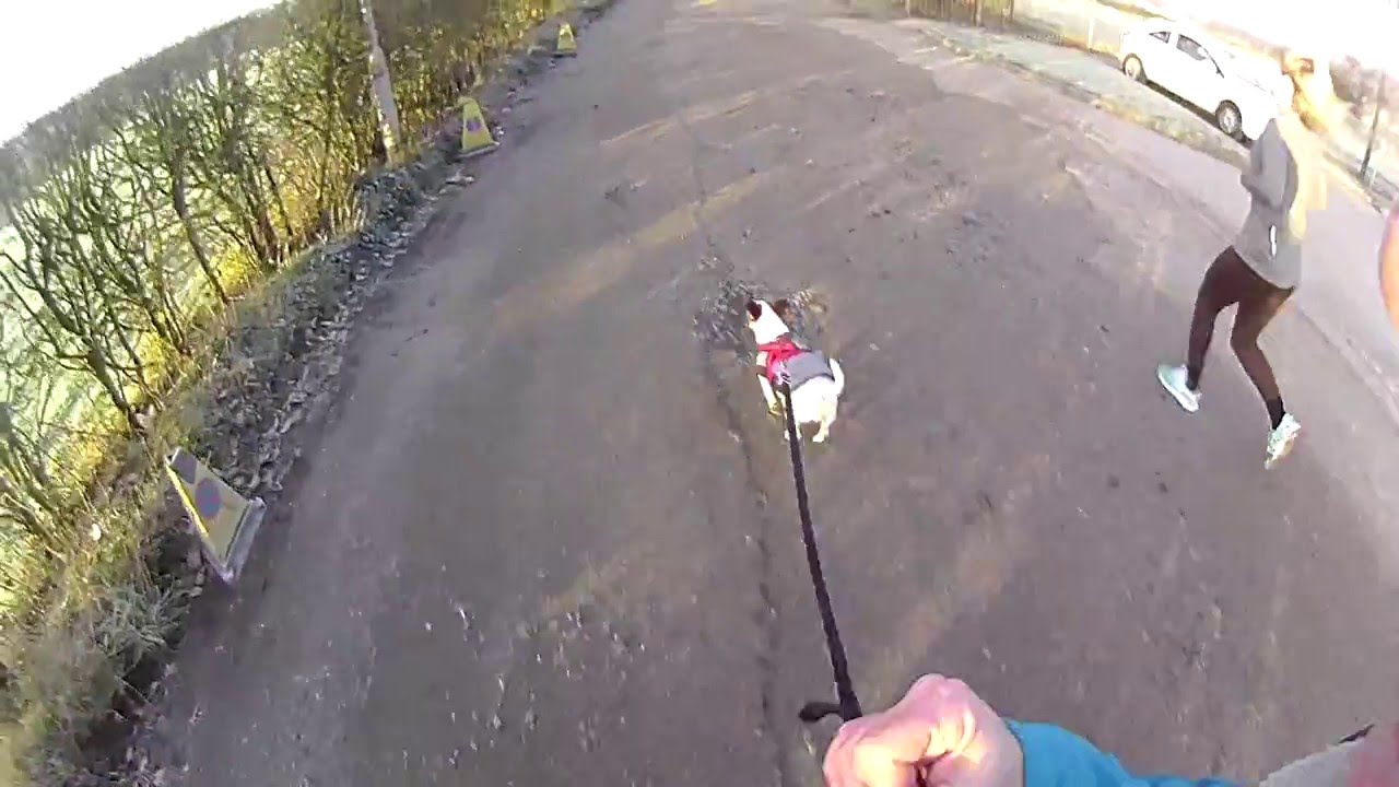 Canicross Training With A Jack Russell Terrier - 24th Feb 2016