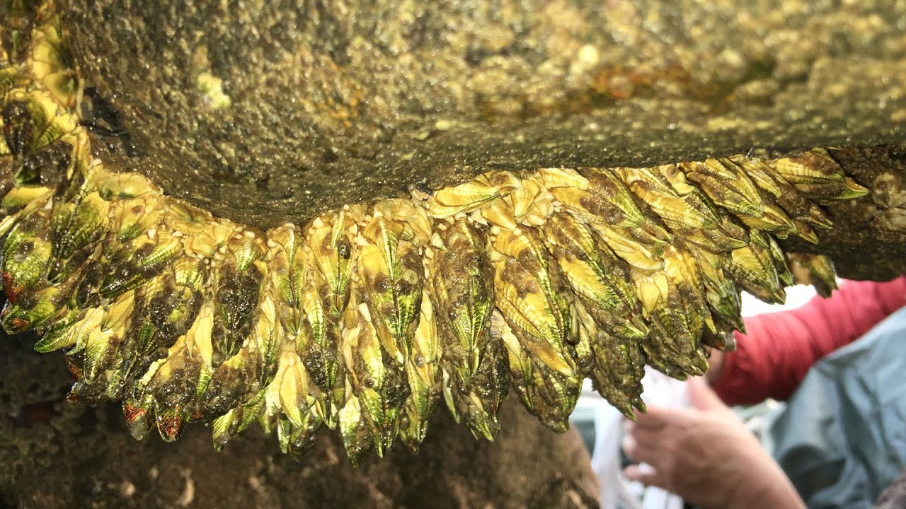 长在石缝中的稀有海货，听说在国外要1000多一斤，闲牛发现一大窝