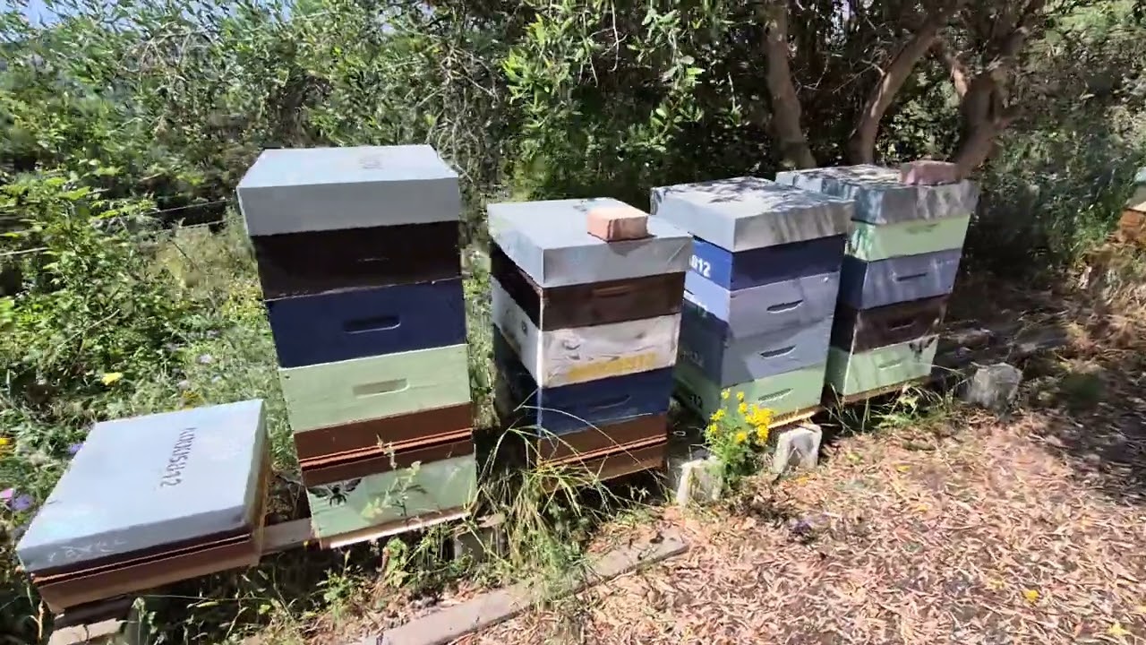 Ça envoie du miellat 🤗 #nice