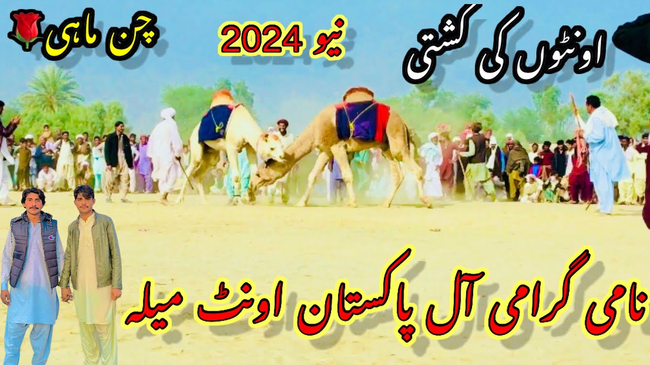 Kha Ap ny Asa Mahol Dakha hy?2024 اونٹوں کی کُشتی دنگل میلہ#chanmahi #trending #Camelfighting
