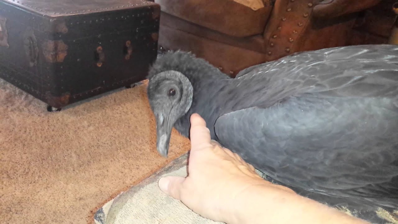 Unusual Pet; Scab the buzzard