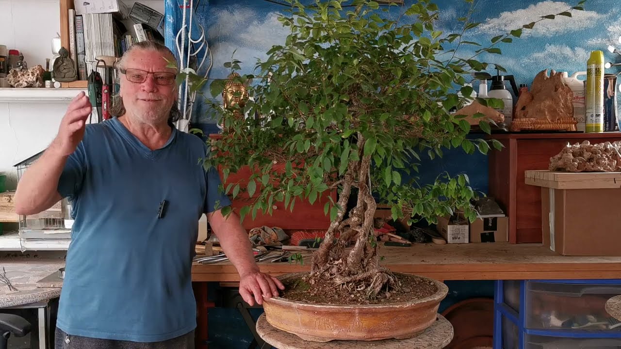 bonsai el amasijo de olmo Compartir .