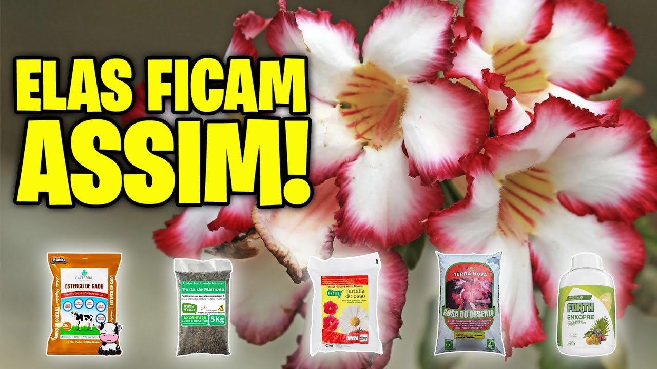 7 PRODUTOS que não podem faltar para quem cultiva ROSA DO DESERTO