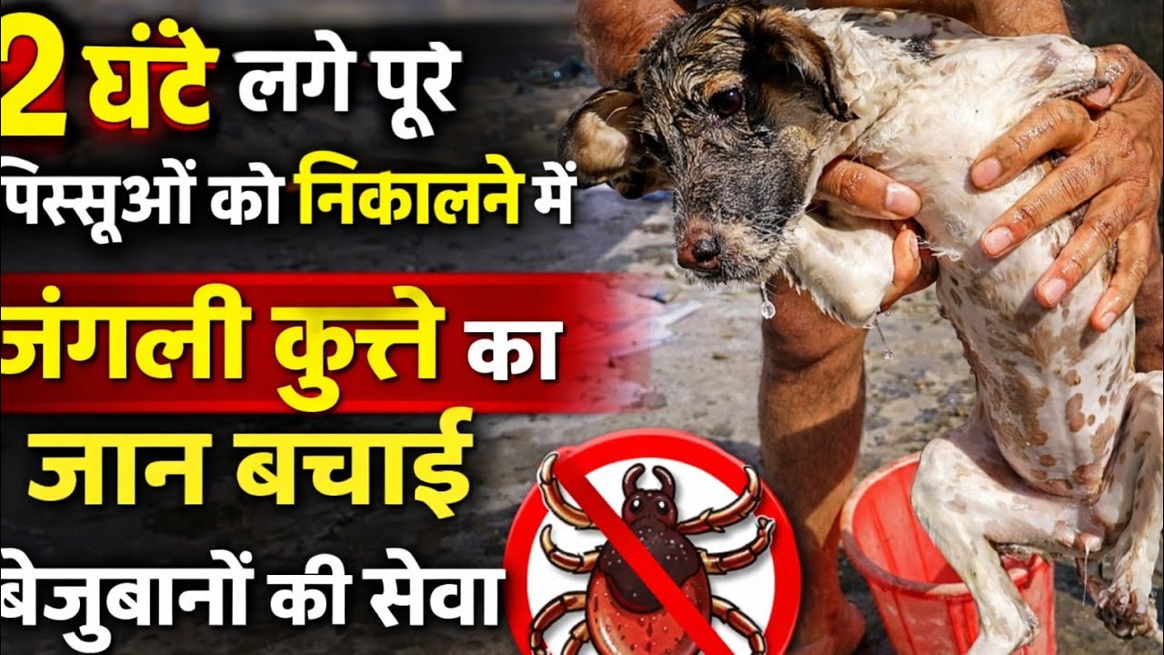 कुत्तों को नहलाकर पिस्सू निकाले 🐶😭 | Stray Dog Full Cleaning & Care | Viral Dog Rescue | Jujuindian