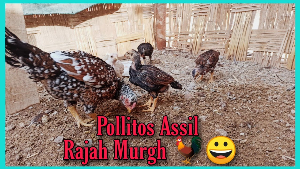 Pollitos Assil Rajah Murgh de 30 días | Galpón Yazori
